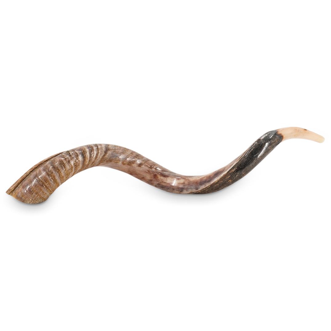 Carved And Polished Ram's Horn Shofar Apr 11, 2023 Akiba Galleries in FL