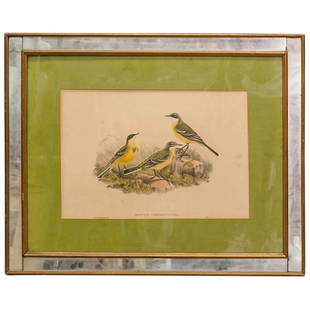 19th C. John Gould & William Hart Hand Colored Lithograph: DESCRIPTION: Antique John Gould (English, 1804-1881) and William Matthew Hart hand colored ornithology lithograph. Depicting three vibrant Grey-capped Wagtails among details of grass and boulders and