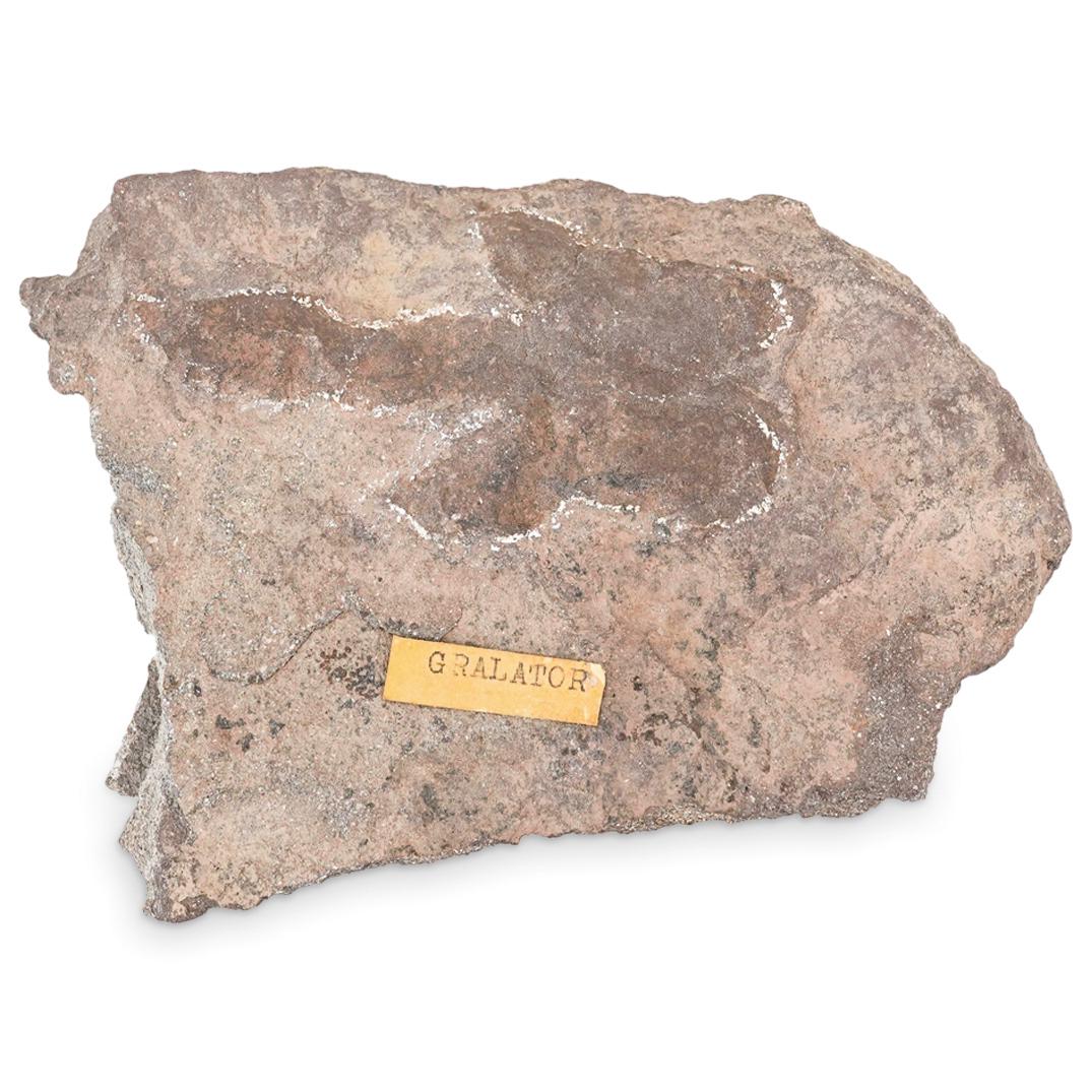 Grallator Dinosaur Footprint Fossil (1 of 4)