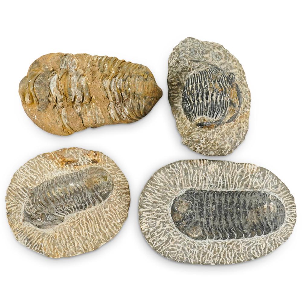 (4 Pc) Trilobite Fossils W/ Preserved Specimen (1 of 11)