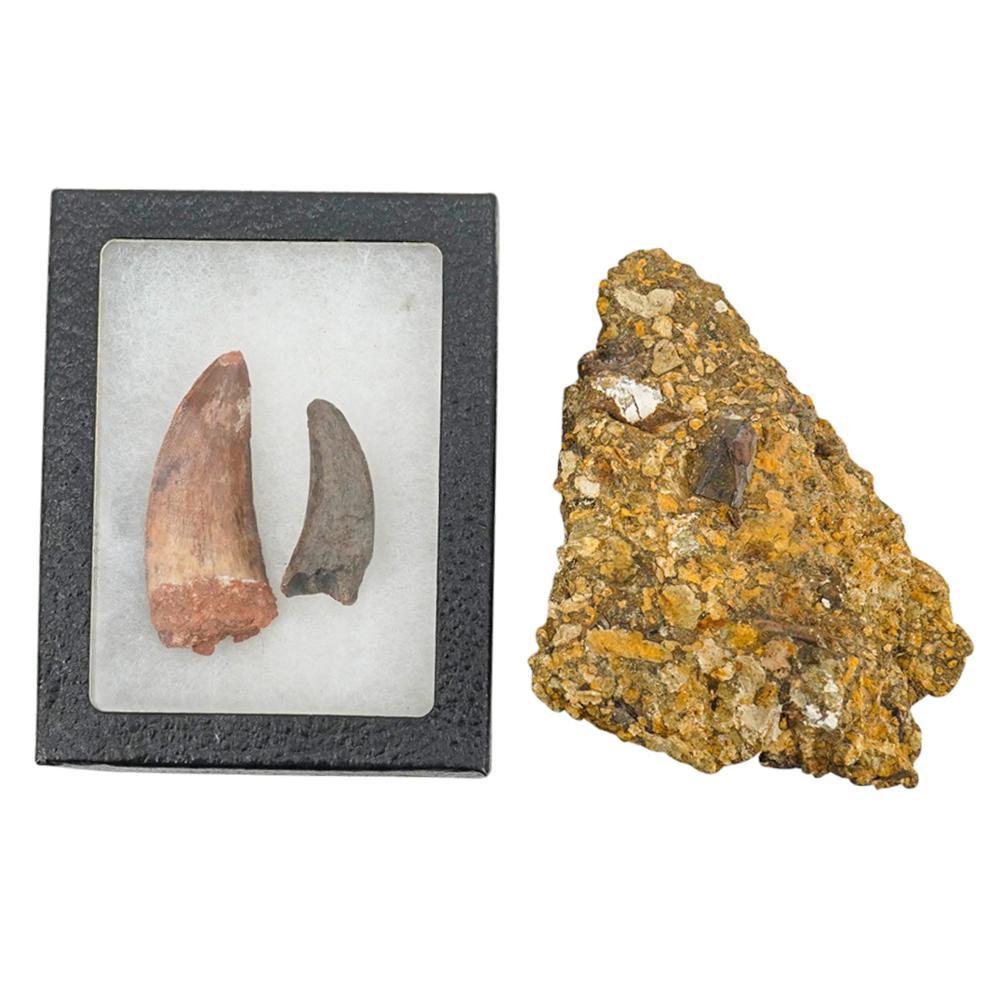 (3 Pc) Carcharodontosaurus Teeth And Possible Triceratops Tooth Dinosaur Fossils: DESCRIPTION: Three items: (2) Fossilized Carcharodontosaurus teeth, one with well-preserved ridges on the edge. Both in one display box. (1) Possible fossilized Triceratops tooth in matrix. CIRCA: Anc