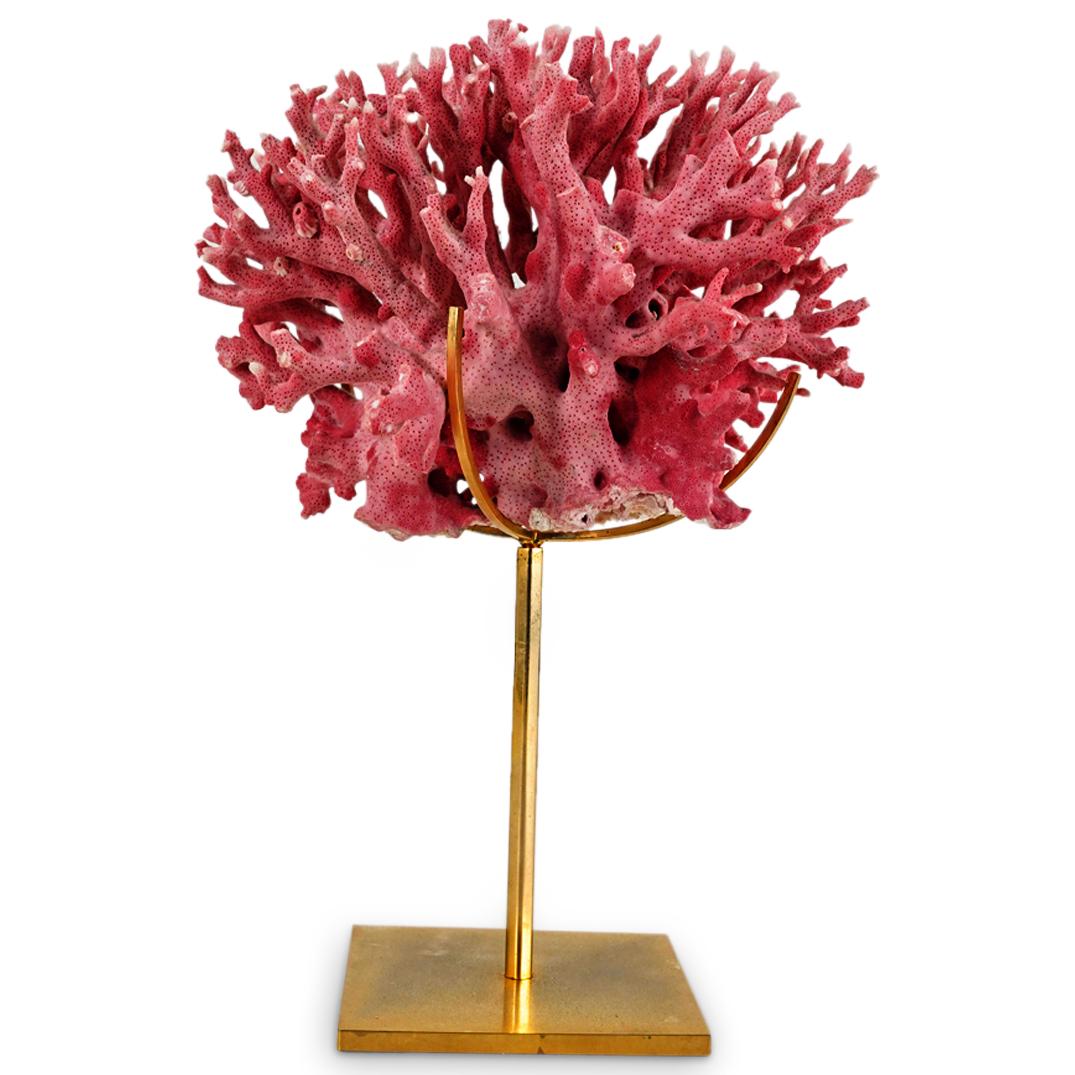 Pink Coral Specimen (1 of 7)