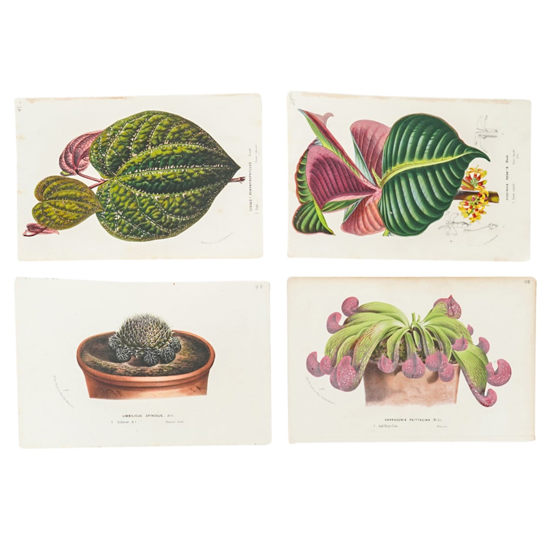 (4 Pc) Antique Horto Van Houlteano Plant Chromolithographs: DESCRIPTION: Four antique offset chromolithographs in colors by Horto van Houlteano depicting plants. CIRCA: Mid - Late 19th Century ORIGIN: Belgian DIMENSIONS: (Sheets) H: 6.5; 9.75" W: 6.5; 9.75" - 