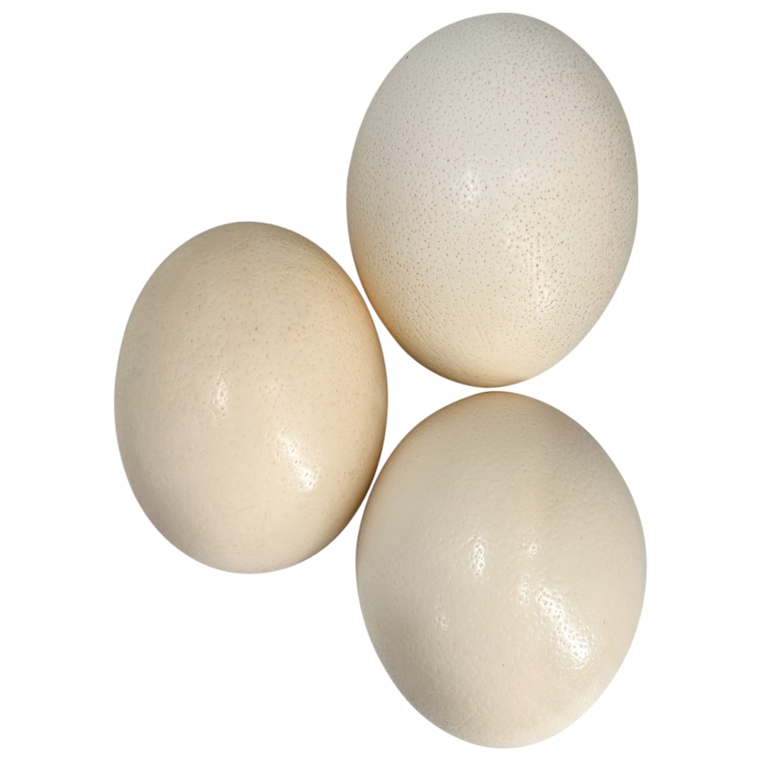 (3 Pc) Ostrich Egg Shells (1 of 2)
