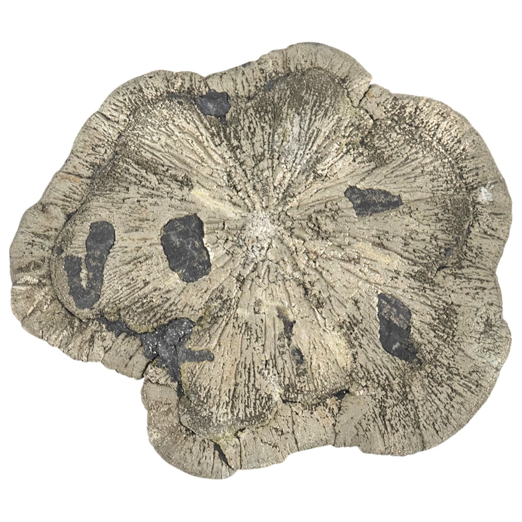 Pyrite Sun / Dollar Mineral Specimen (1 of 2)