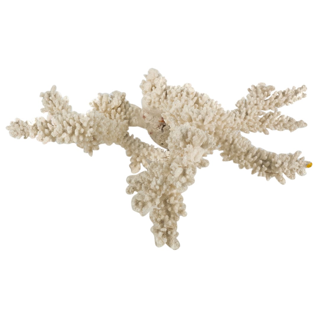 White Finger Coral Specimen (1 of 3)