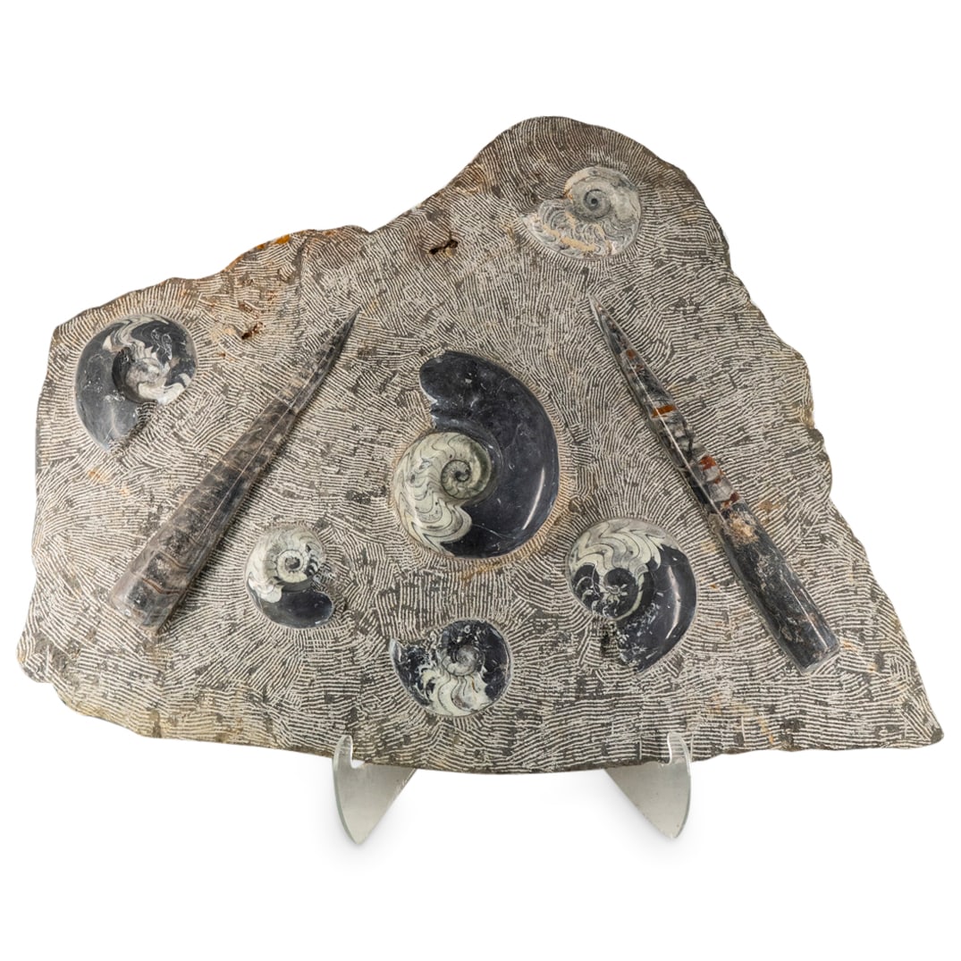 Monumental Ammonite & Orthoceras Fossilized Stone Slab (1 of 6)