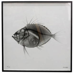 Nick Veasey (British, B. 1962) "John Dory" Limited C Type Print On Paper: DESCRIPTION: Limited edition C-type print on paper by Nick Veasey (British, b. 1962) entitled "John Dory" depicting an x-ray of a fish. Signed at lower right and numbered "29/150" at lower left. Certi