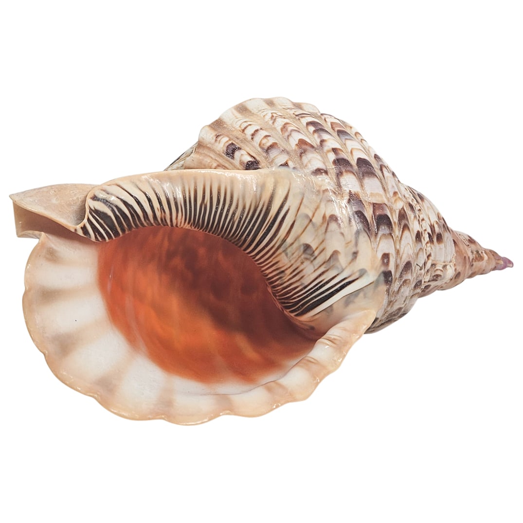 Large Pacific Ocean Triton's Trumpet Conch Shell (1 of 4)