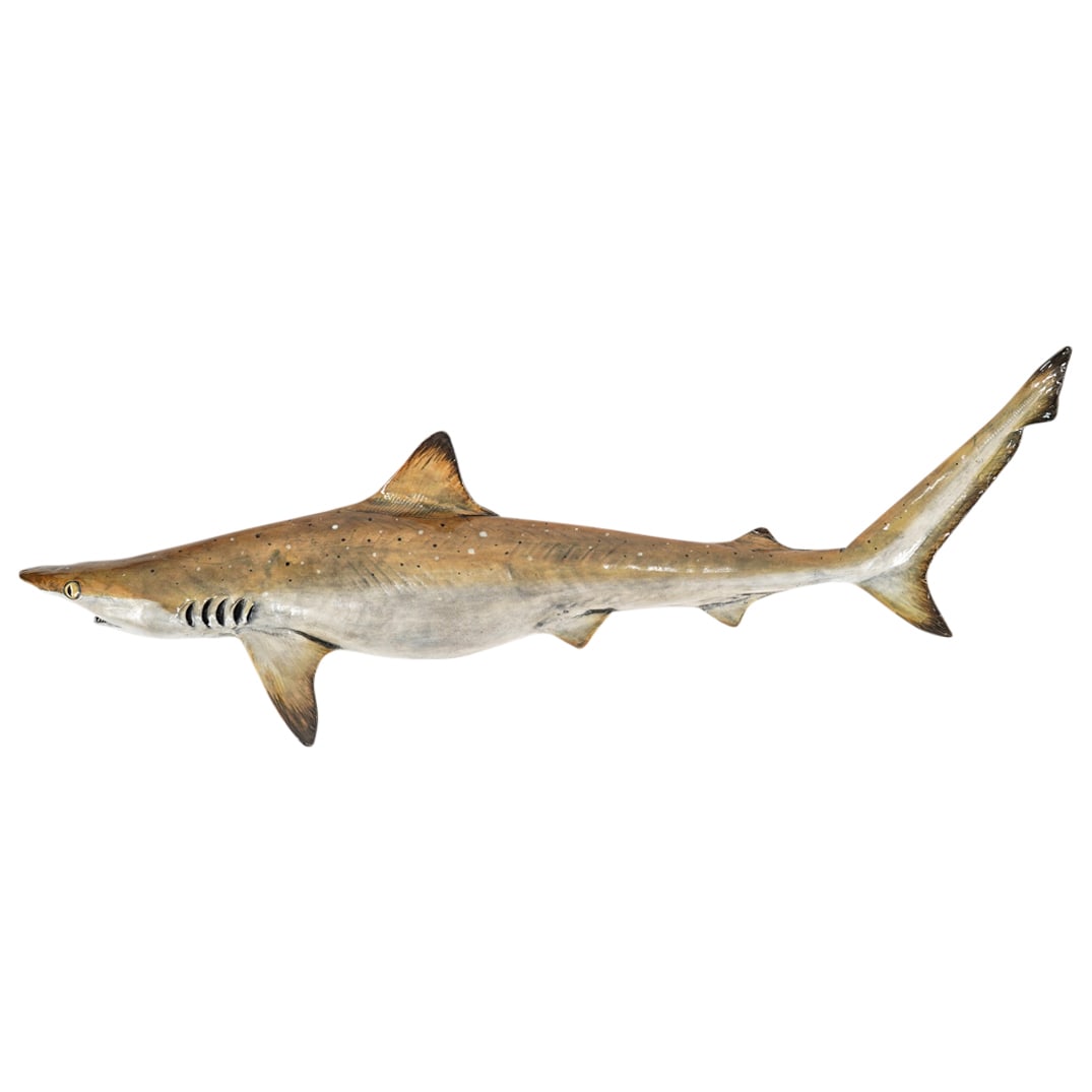 Signed Porcelaneous Stoneware Clay "Atlantic Sharpnose Shark" Wall Sculpture: DESCRIPTION: Signed porcelaneous stoneware pottery clay wall sculpture depicting a rendition of an "Atlantic Sharpnose Shark" by artists Felicia Green and Chad Nelson. From Mississippi Mud Pottery Stu
