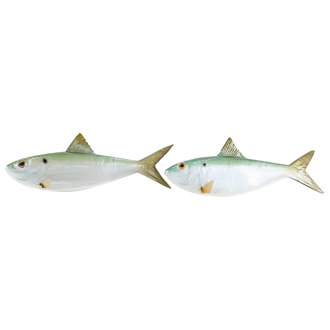 (2 Pc) Taxidermy Fish Wall Sculptures (1 of 7)
