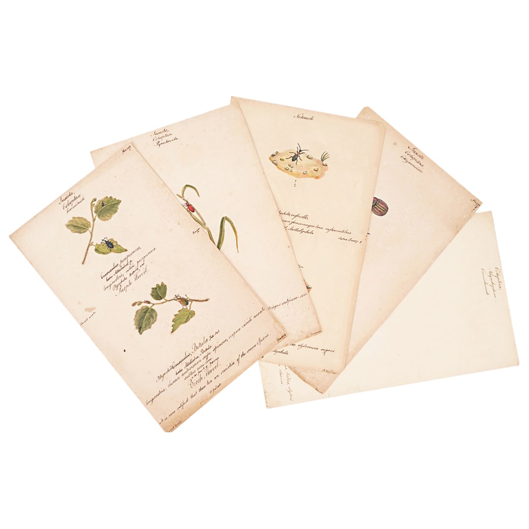 (5 Pc) William Goodall (1757-1844) Insect Watercolors (1 of 6)