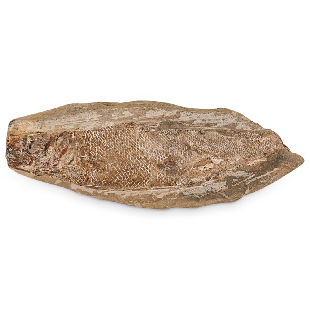 (2pc) Ancient Fossilized Fish Specimens (1 of 10)