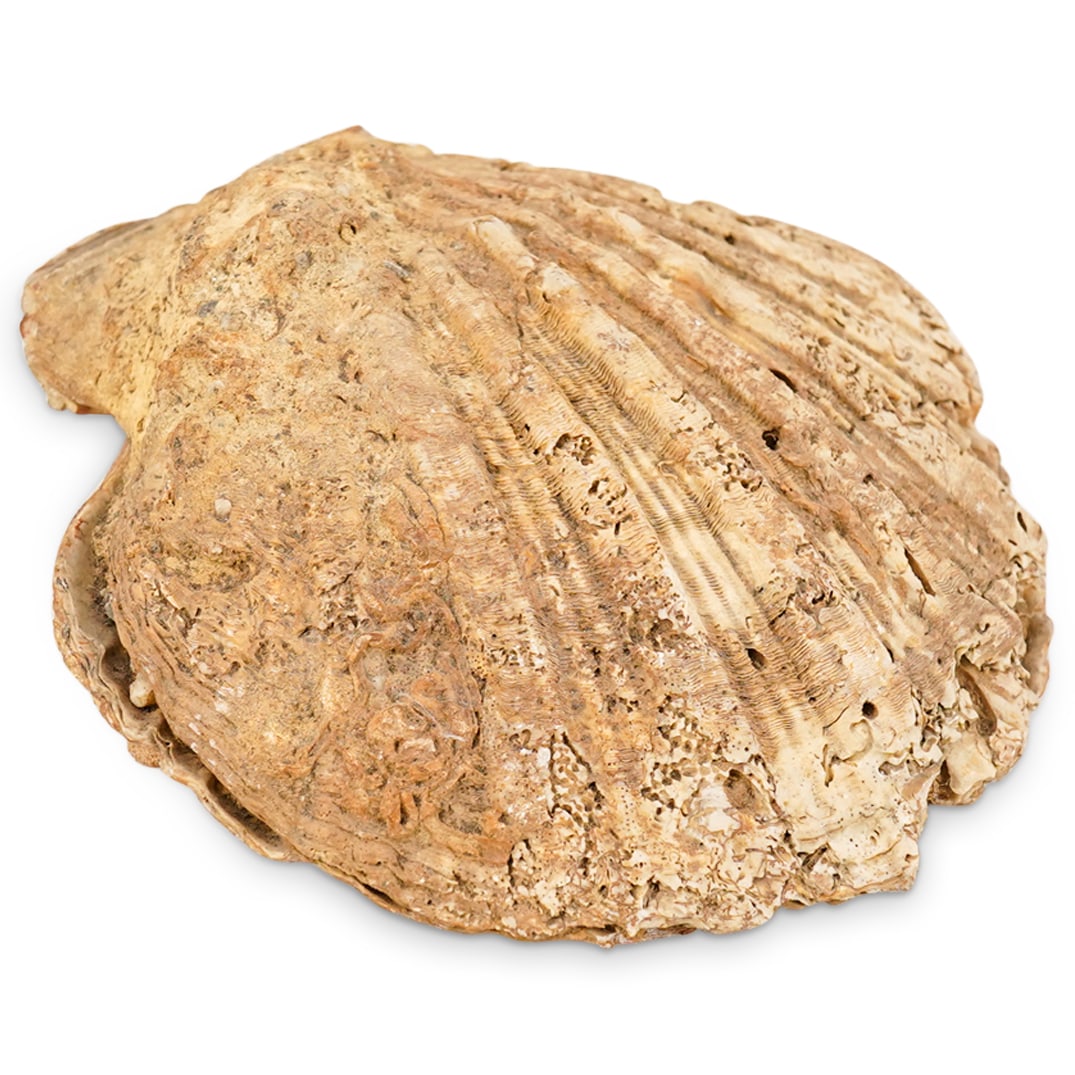 Ancient Fossilized Scallop (1 of 8)