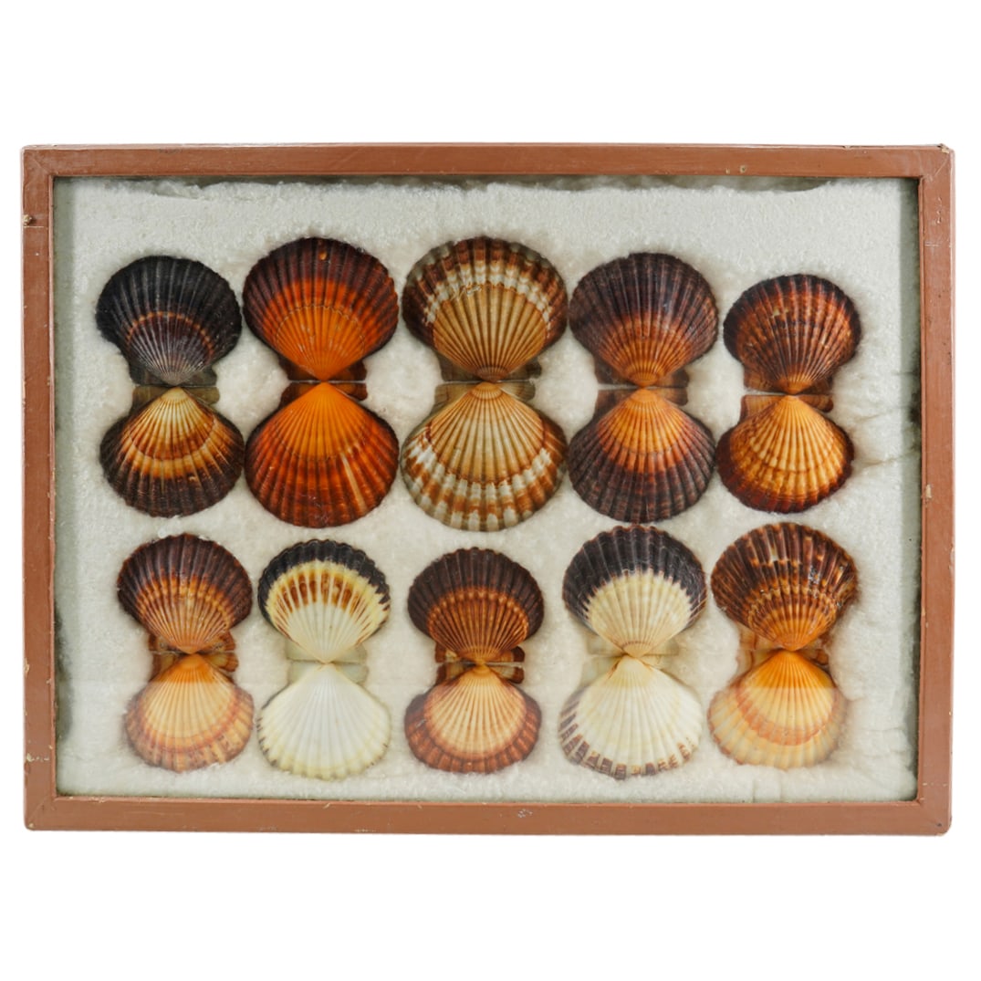 (2 Pc) Seashells Specimen Collection In Display Case Box (1 of 6)