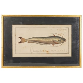 Antique Johann Friedrich Hennig Hand Colored Catfish Engraving