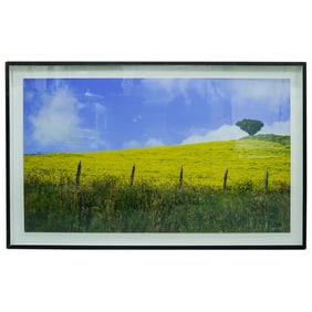 Signed Napier Field Of Yellow Flowers Photograph On Board