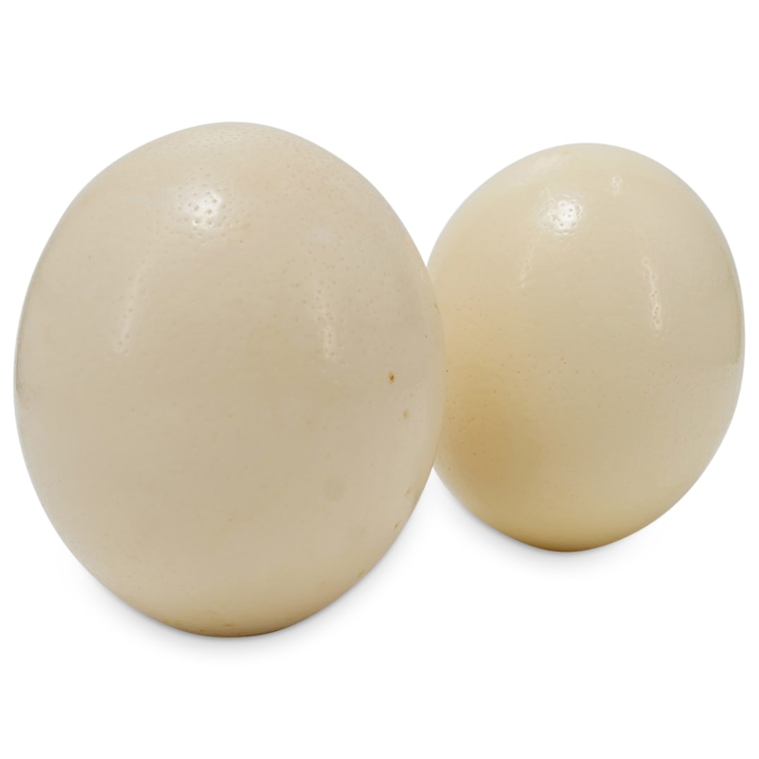 Pair Of Ostrich Eggs (1 of 9)