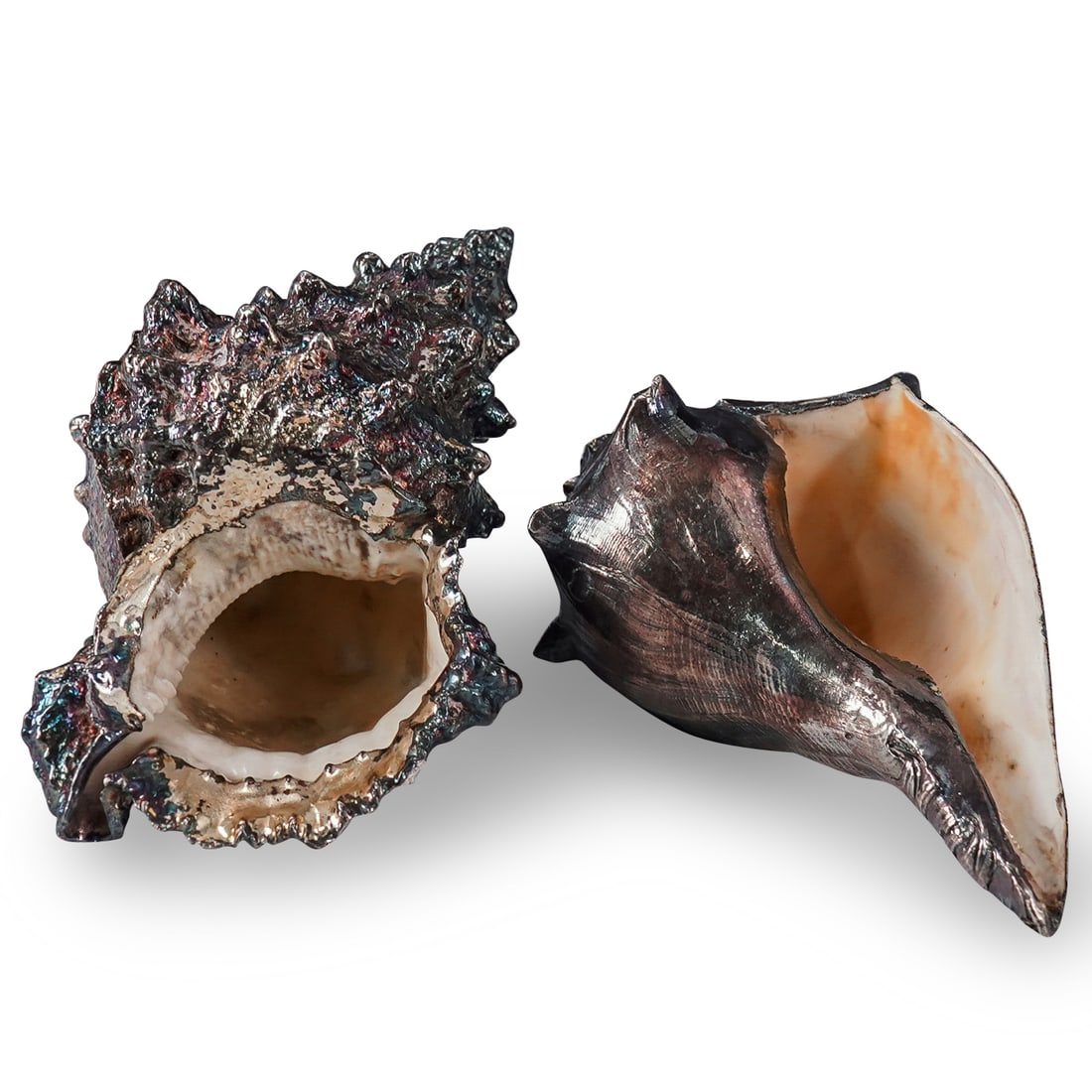 (2 Pc) Silvered Seashells (1 of 16)