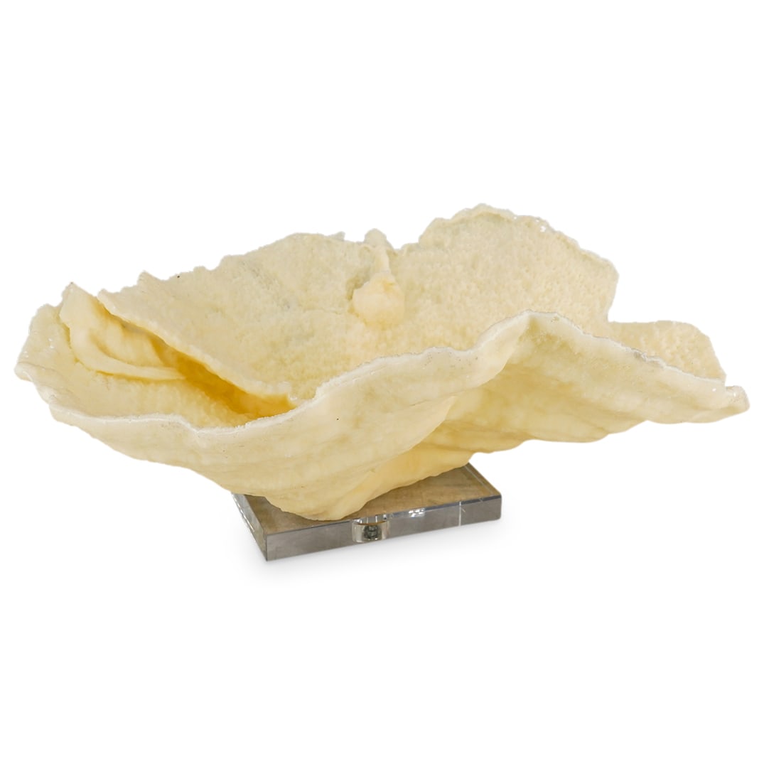 Resin Faux Coral Sculpture In Clear Lucite Base (1 of 8)