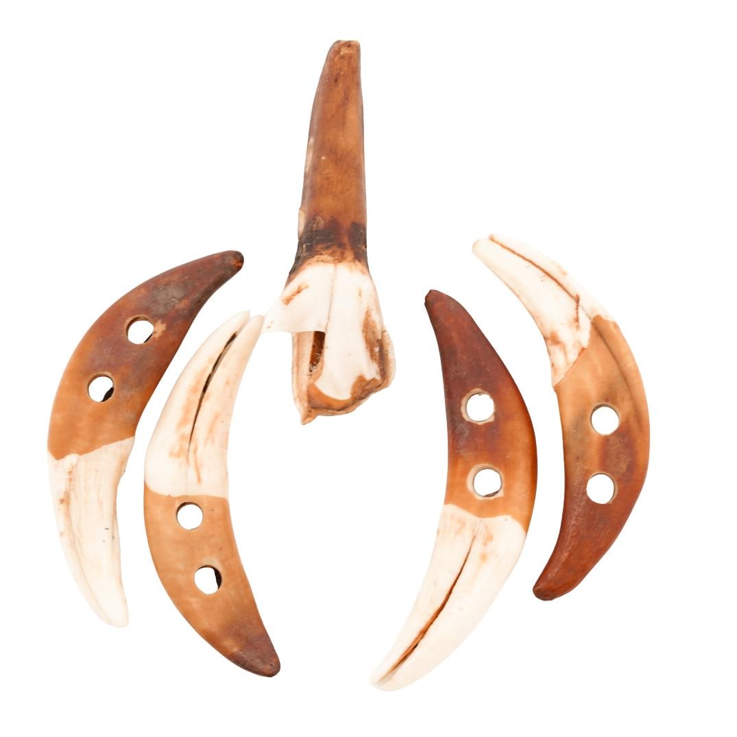 (5 Pc) Native American Coyote Canine Teeth: DESCRIPTION: Set of 5 coyote canine teeth, drilled for the use of jewelry making. CIRCA: 20th Century ORIGIN: USA DIMENSIONS: L: 1.75" CONDITION: One tooth is broken, otherwise normal wear consistent 