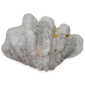 Giant Tridacna Gigas Nautical Clamshell