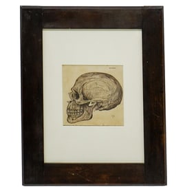 Antique Anatomical Skull Ink on Paper Drawing