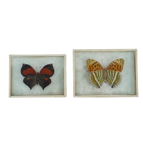 (2 pcs) Denton Brothers Butterfly Mounted Specimens