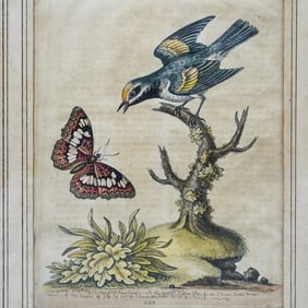 (4 Pc) Vintage George Edwards Framed Birds Illustrations