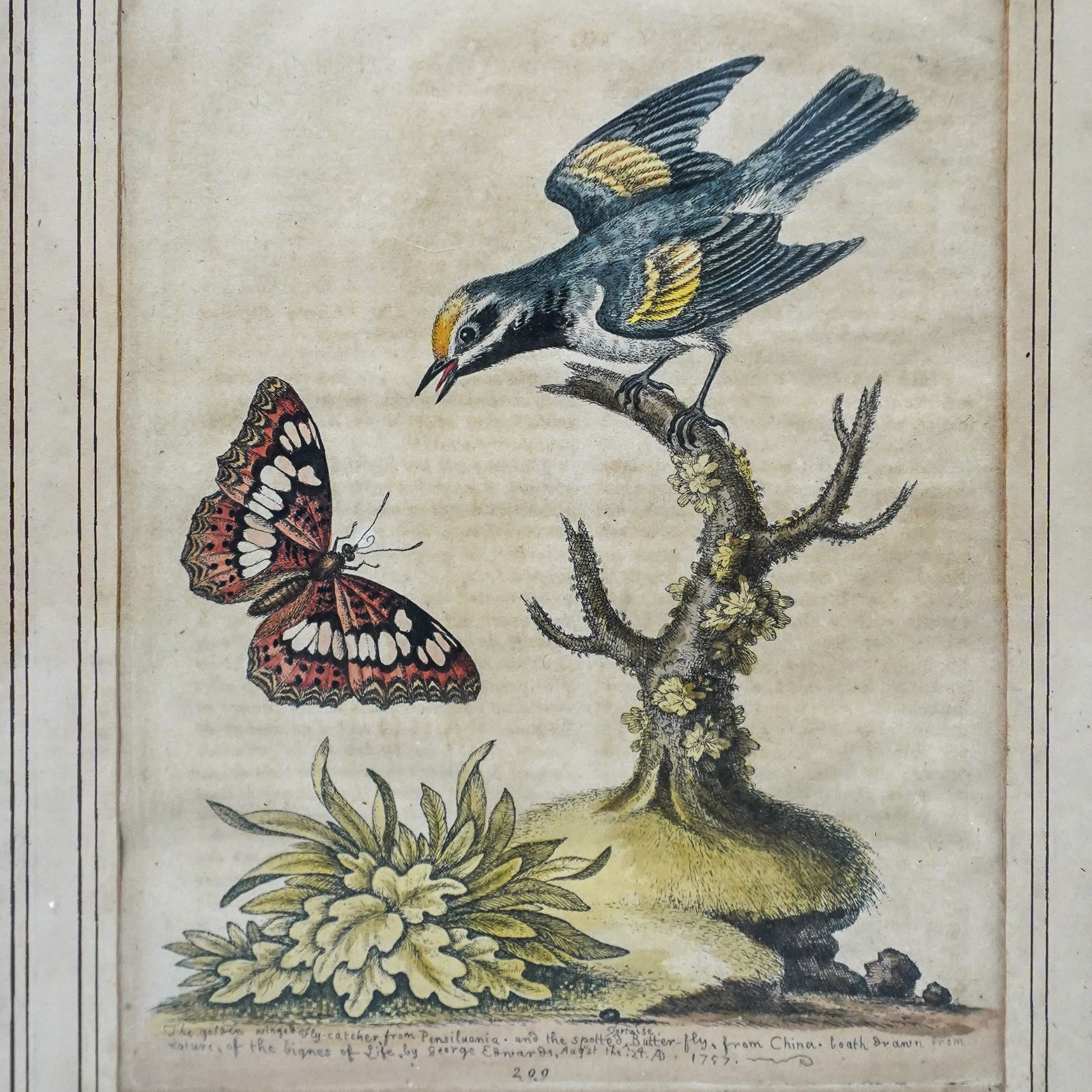 (4 Pc) Vintage George Edwards Framed Birds Illustrations (1 of 5)