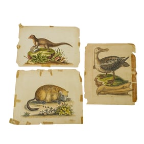 (3 Pc) George Edwards (English, 1749-1761) Antique Colored Engravings