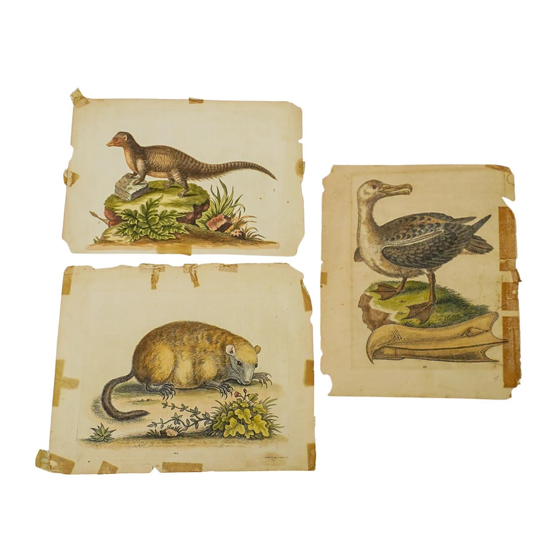 (3 Pc) George Edwards (English, 1749-1761) Antique Colored Engravings (1 of 7)