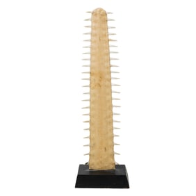 Rostrum of a Sawfish Mounted on Base