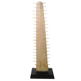 Sawfish Rostrum on Wooden Base