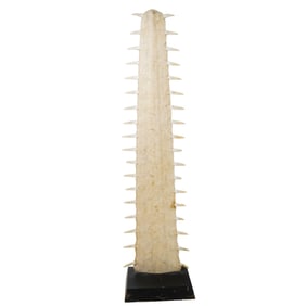 Large Sawfish Rostrum on Wooden Base