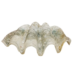 Antique Large Giant Clam Shell
