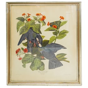 JJ Audubon (French-American, 1785-1851) "Drawn from Nature" Pigeon Engraving