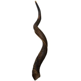 Israeli Horn Shofar