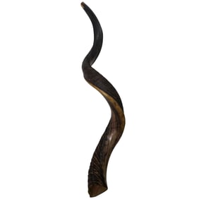 Israeli Horn Shofar
