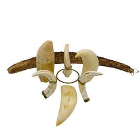 (5 Pcs) Collection of Whale Teeth, Curved Tusks & Engraved Horn