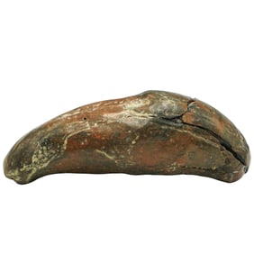 Antique Fossilized Whale Tooth