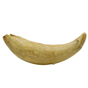 Antique Whale Tooth