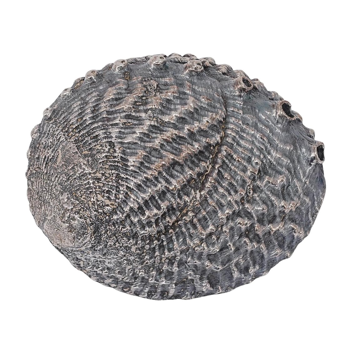 Italian Silver Overlay Abalone Shell: Italian Silver Overlay Abalone Shell20th Century, ItalySilver-overlay abalone shell featuring detailed naturalistic texture and polished silver lining the rim of the orifices. The organic form is pres