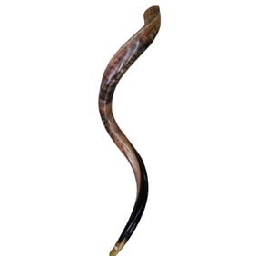 Yemenite Kudu Shofar