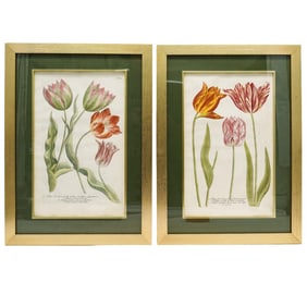 Pair Of Johann Wilhelm Weinmann (German, 1683-1741) Botanical Engravings