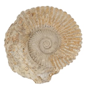 Large Ammonite Fossil