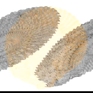 Large Ammonite Fossil: Large Ammonite FossilUnknown, ContinentalLarge ammonite fossil, showcasing a coiled, spiral shell with prominent ribbed ridges along its surface.H: 4.25" D: 12.5"