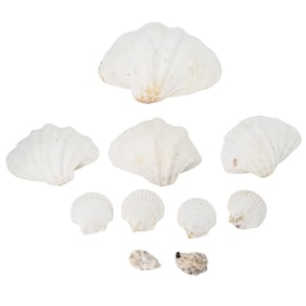 (10 Pc) Giant Clam, Oyster, and Scallop Shells