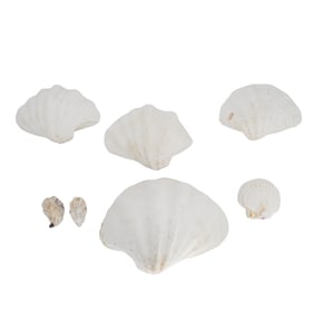 (10 Pc) Giant Clam, Scallop, and Oyster Shells