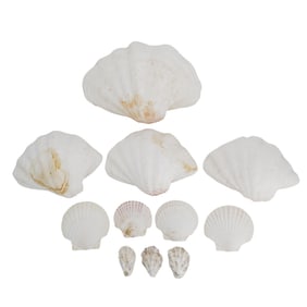 (11 Pc) Giant Clam, Scallop, and Oyster Shells